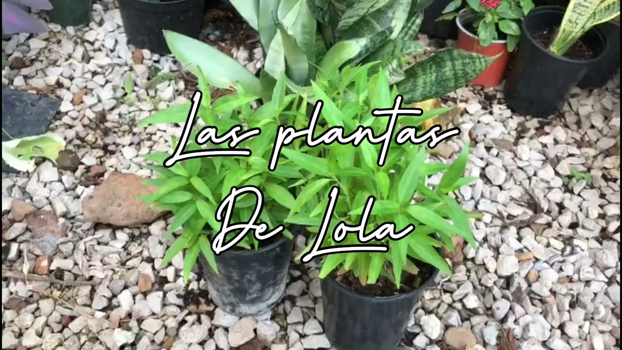 7 cosas sobre la planta de Tilo🌿🌿🌿  - Las plantas de Lola🥰  #suscribete #plantas #youtube #videos