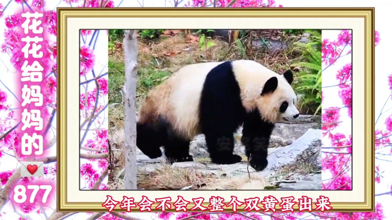 《花花给妈妈的信877》 熊熊们恋爱的季节到了～🥰#来这吸熊猫 #大熊猫和花 #大熊猫和花和叶 #熊猫花花 #大熊猫