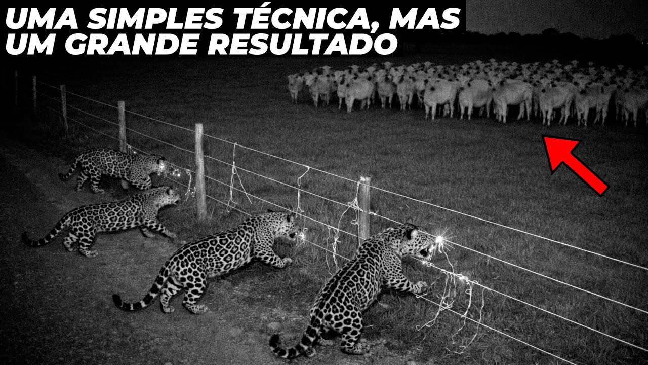 A nova técnica que diminuiu 83% dos ataques de onças a bezerros no pantanal