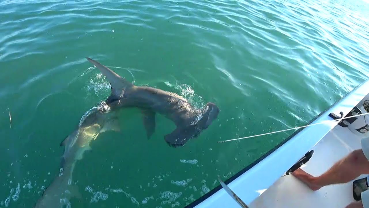 BIG HAMMERHEAD Catch and Release! This FISH has NO CHILL! Florida Keys SHARK FISHING LIVE on Twitch!