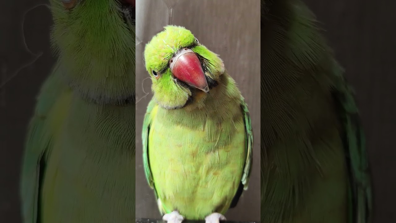 #parrot #mithukibatain #birds #talkingparot #shorts