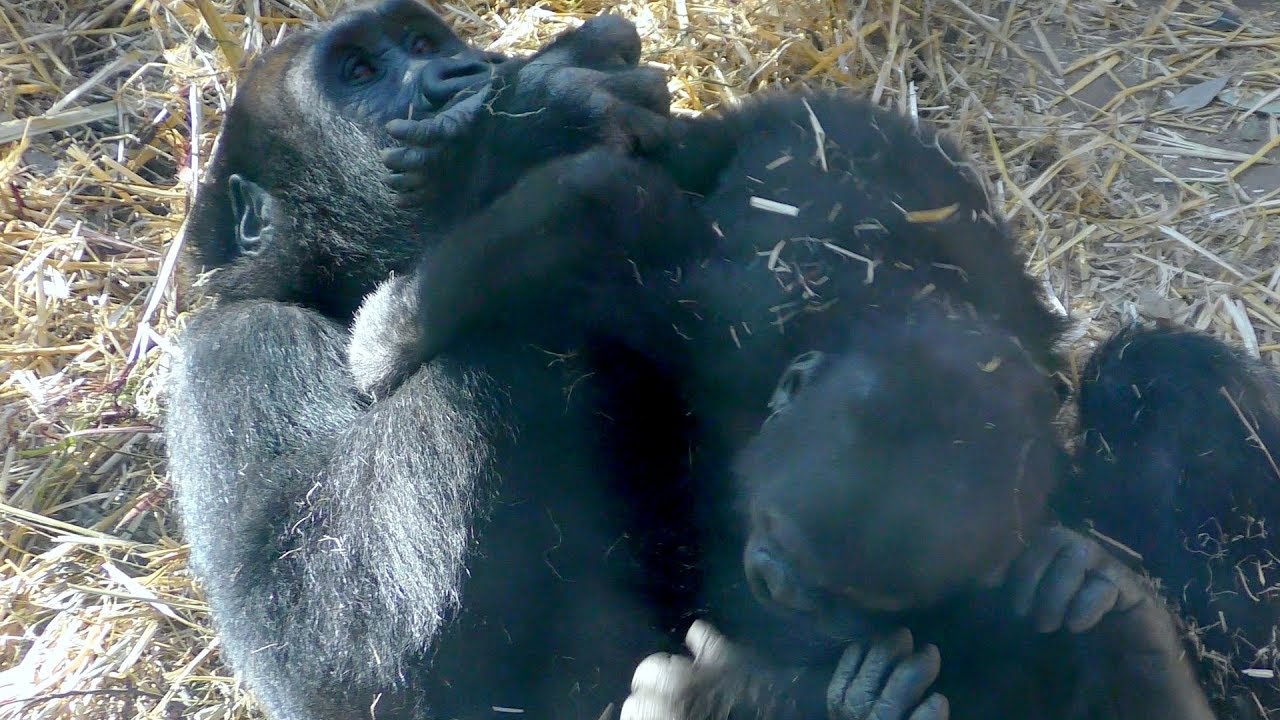 キンタロウ、パパとママの間に💗[Kyoto City Zoo] Kintaro is between dad and mom
