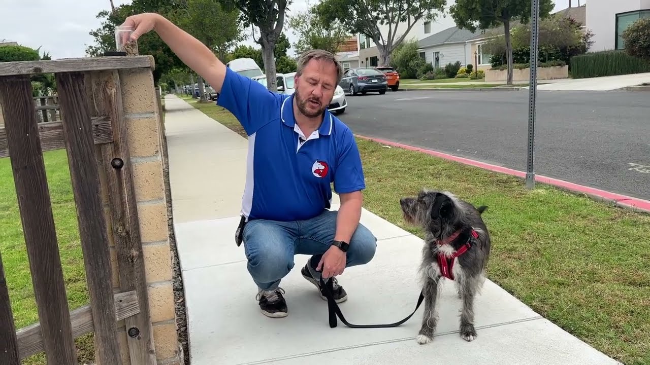 How to Train a Dog to Walk in The Direction You Want