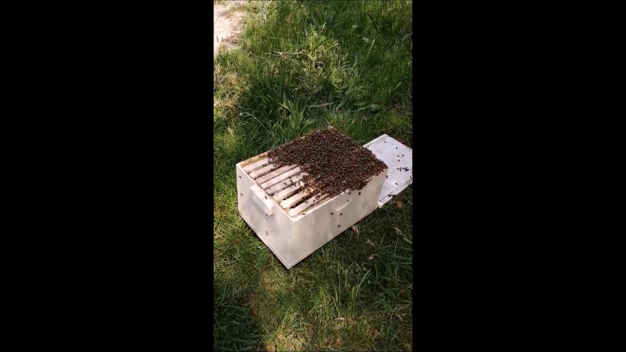 Bee Swamp capture