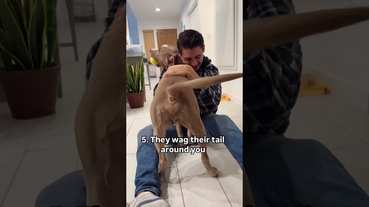 10 Signs Your Dog Trusts You