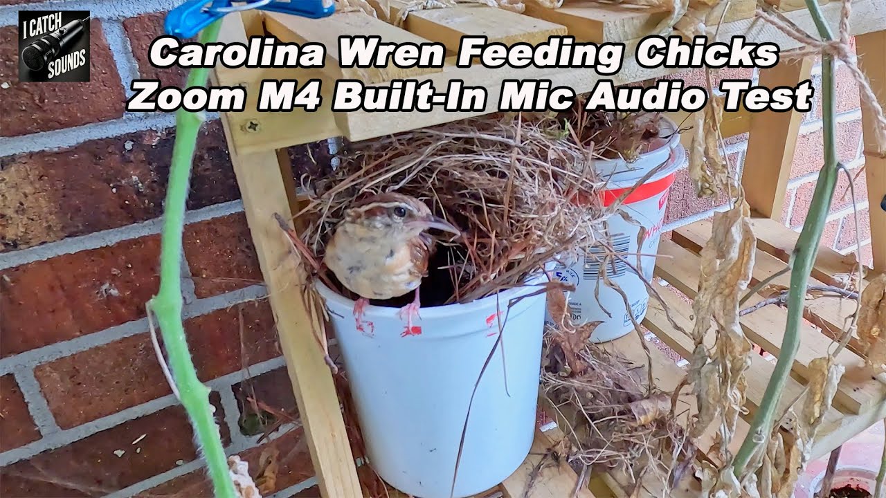 Zoom M4 Built-In Mic Audio Test - Carolina Wren Feeding Chicks