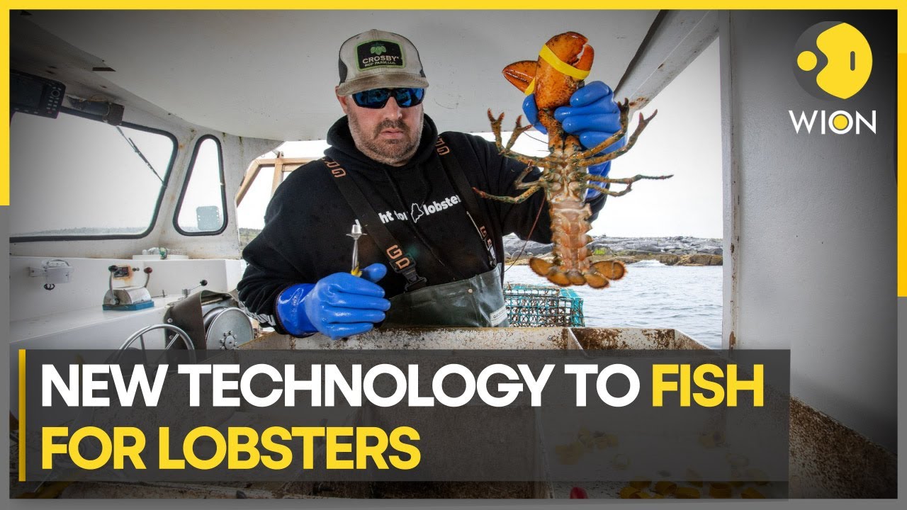 Ropeless fishing traps 'trap' lobster industry | WION Climate Tracker | Latest World News