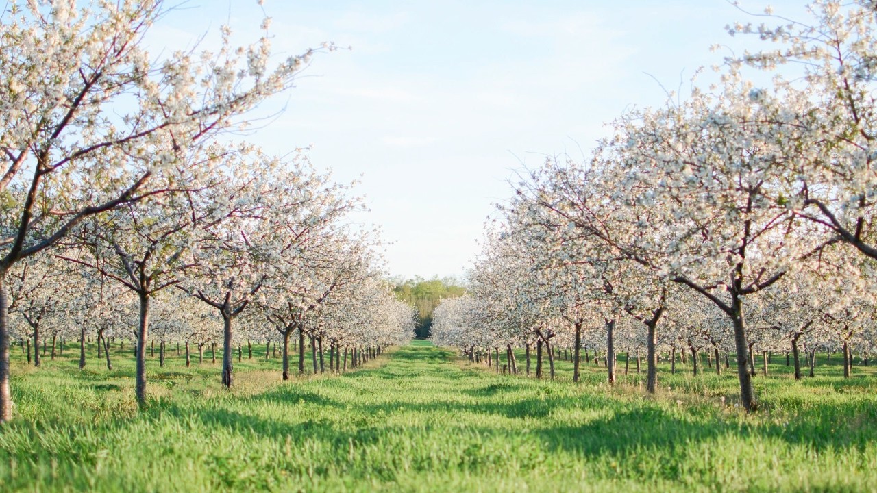 Rooted in Michigan: Cherry Republic