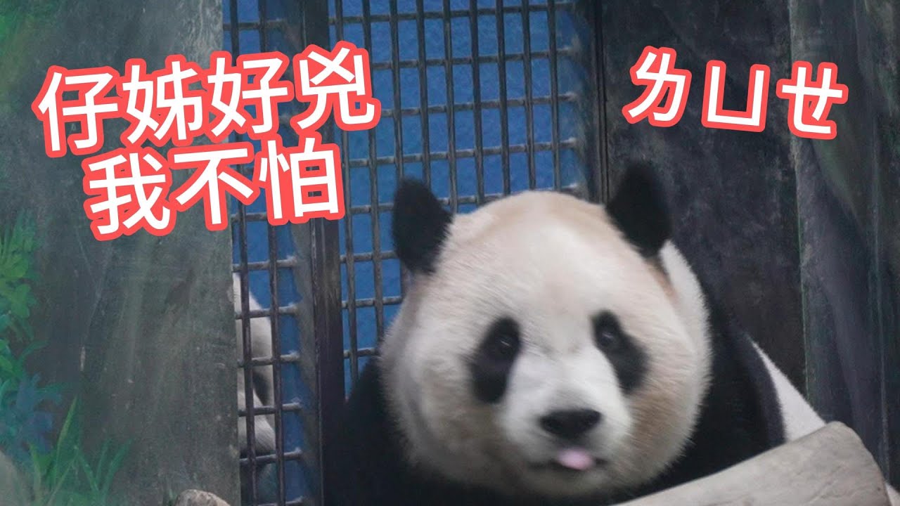 圓仔怒嗆圓寶！寶妹調皮吐舌頭看姊姊發飆 耍賴的表情太逗趣 Yuan Bao quietly watches Yuan Zai get angry. 20250313