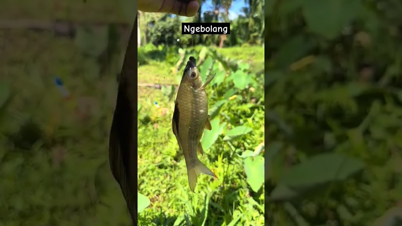 Mancing mujahir di sungai #mancing #shortvideo