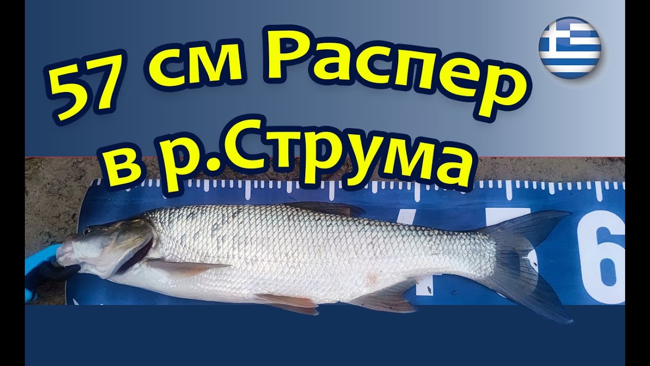 Распер, Клен и Бяла риба в река Струма