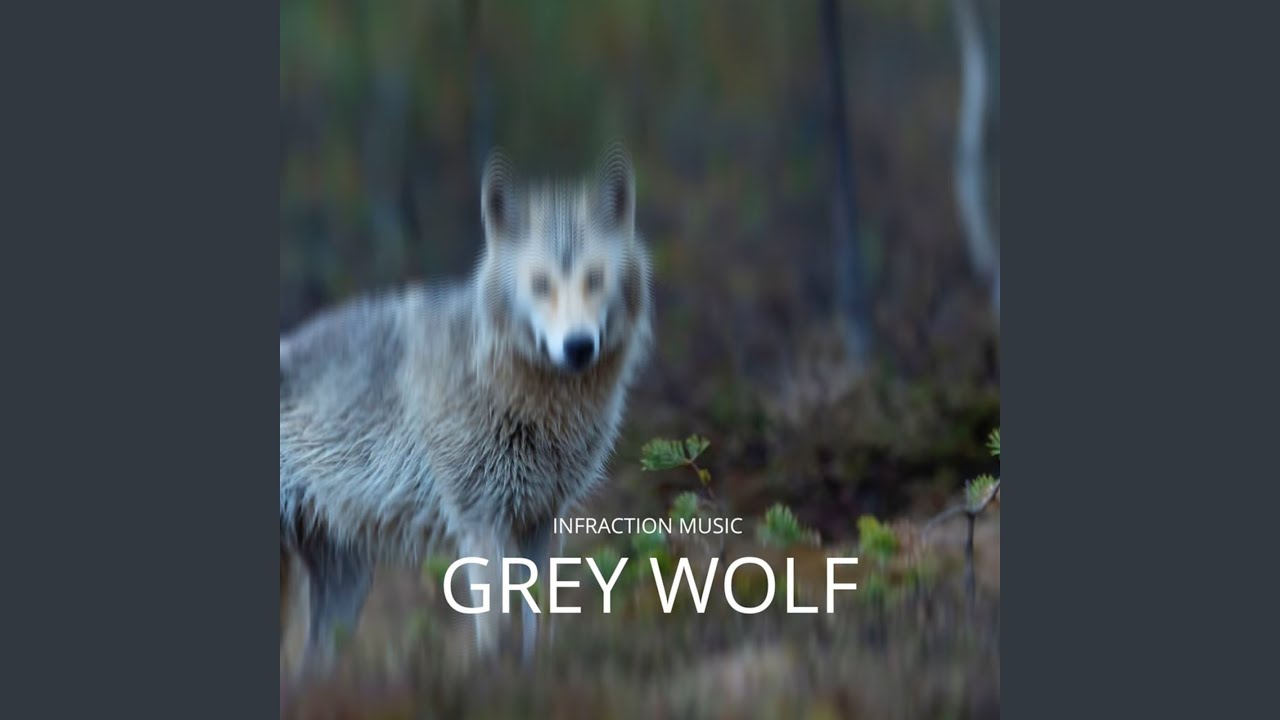 Grey Wolf