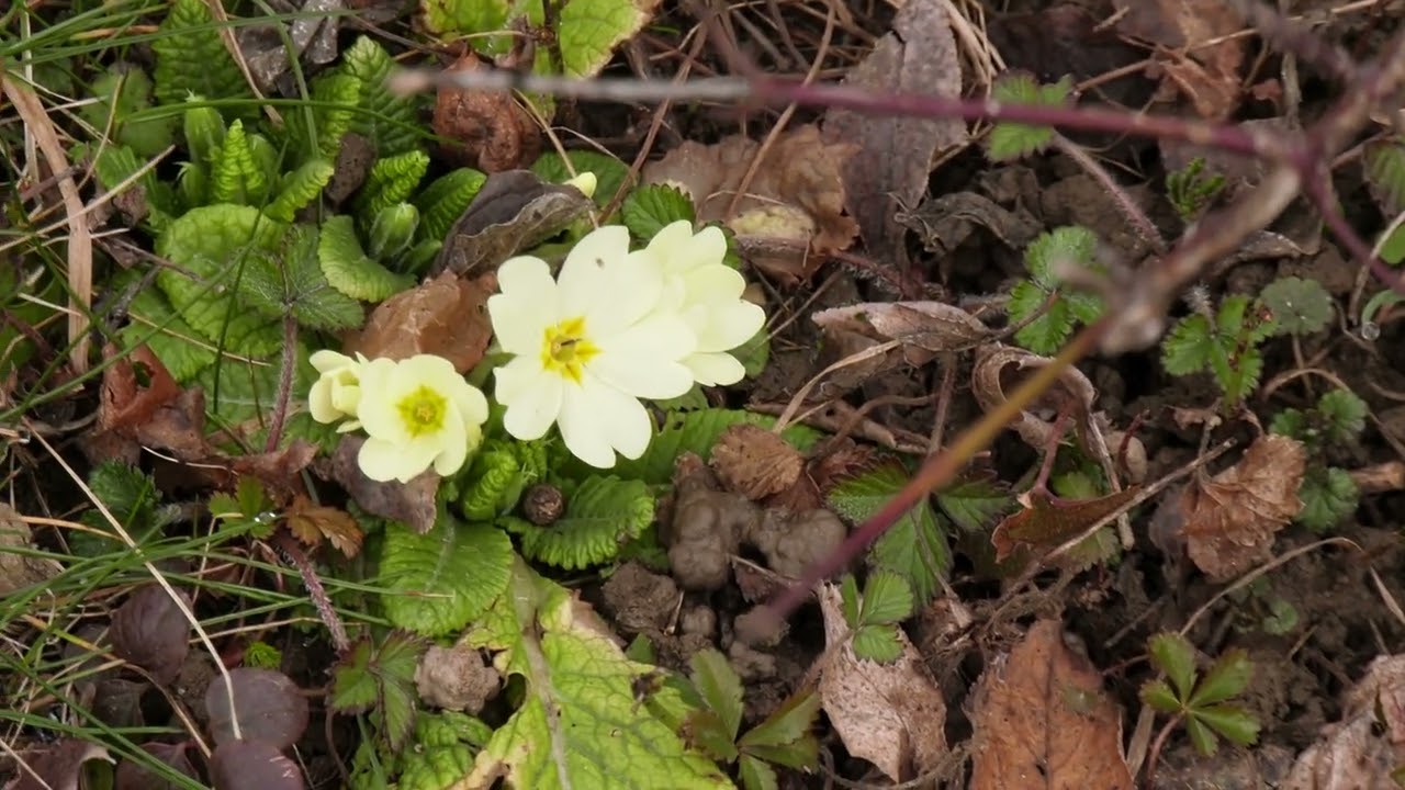 2022 02 21 Primeln im Garten