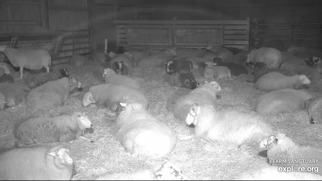 Farm Sanctuary Sheep Barn Sheep Dreams  pm 2132026 explore.org