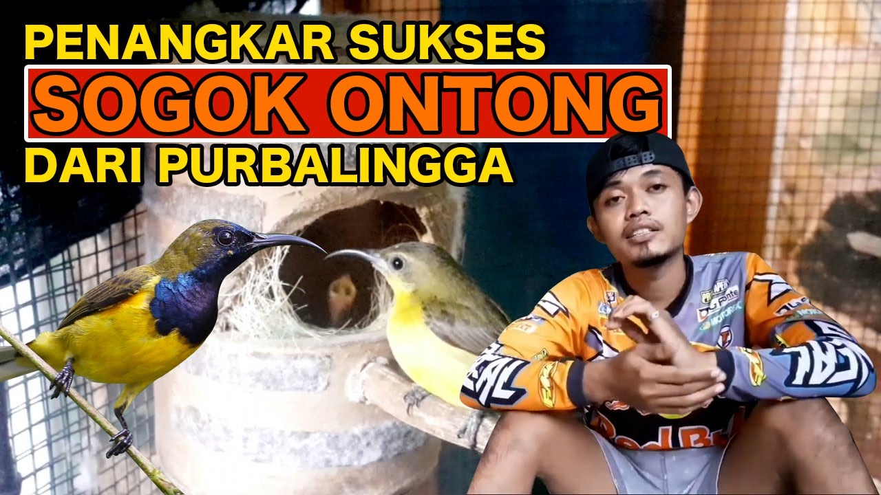 USAHA TAK MENGKHIANATI HASIL, PEMUDA PURBALINGGA INI BERHASIL TERNAK BURUNG SOGOK ONTONG DI RUMAHNYA