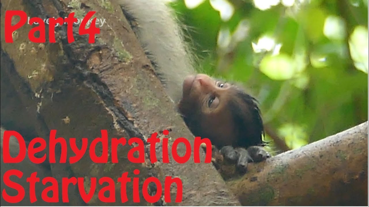 Million Sad! Make Sure Orphan Baby Calvin Is Weakness Stay In Dehydration Condition Of Starvation.