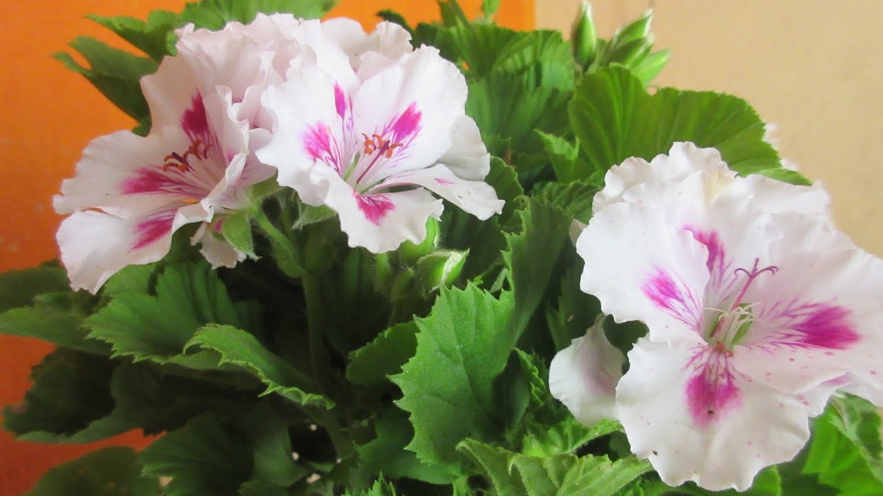 Como Cuidar los GERANIOS || Geranio Pelargonio | Aprendiendo a Cuidar