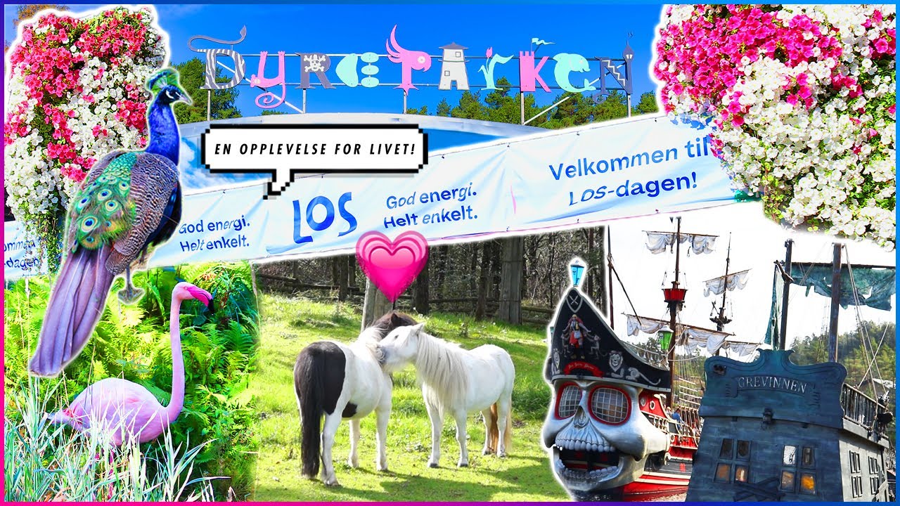 LOS-dagen i Dyreparken: Skutene, flamingoenes danseshow, hestekjærlighet +++