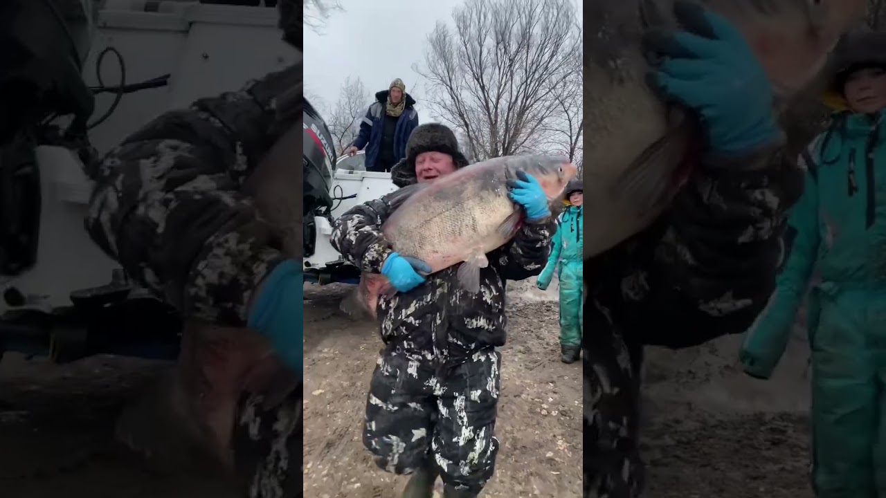 ДИКИЙ ЛОБИК 🎣 ОРГАНИЗУЕМ ВАШУ РЫБАЛКУ #рыбалка #рыбец64 #толстолобик