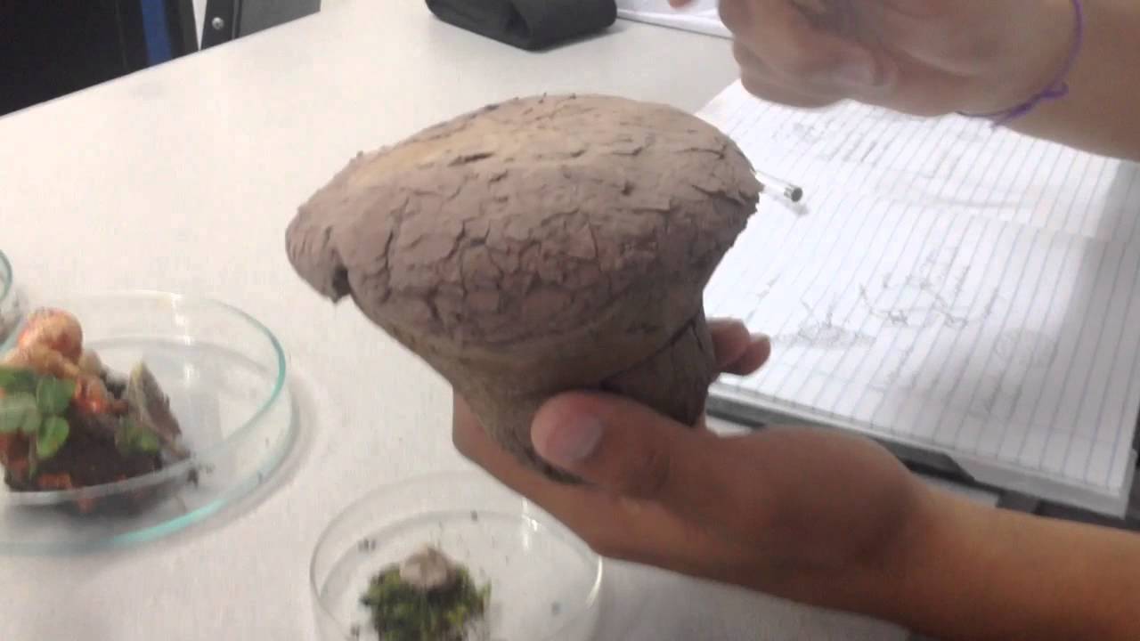 Algunos hongos Lycoperdales