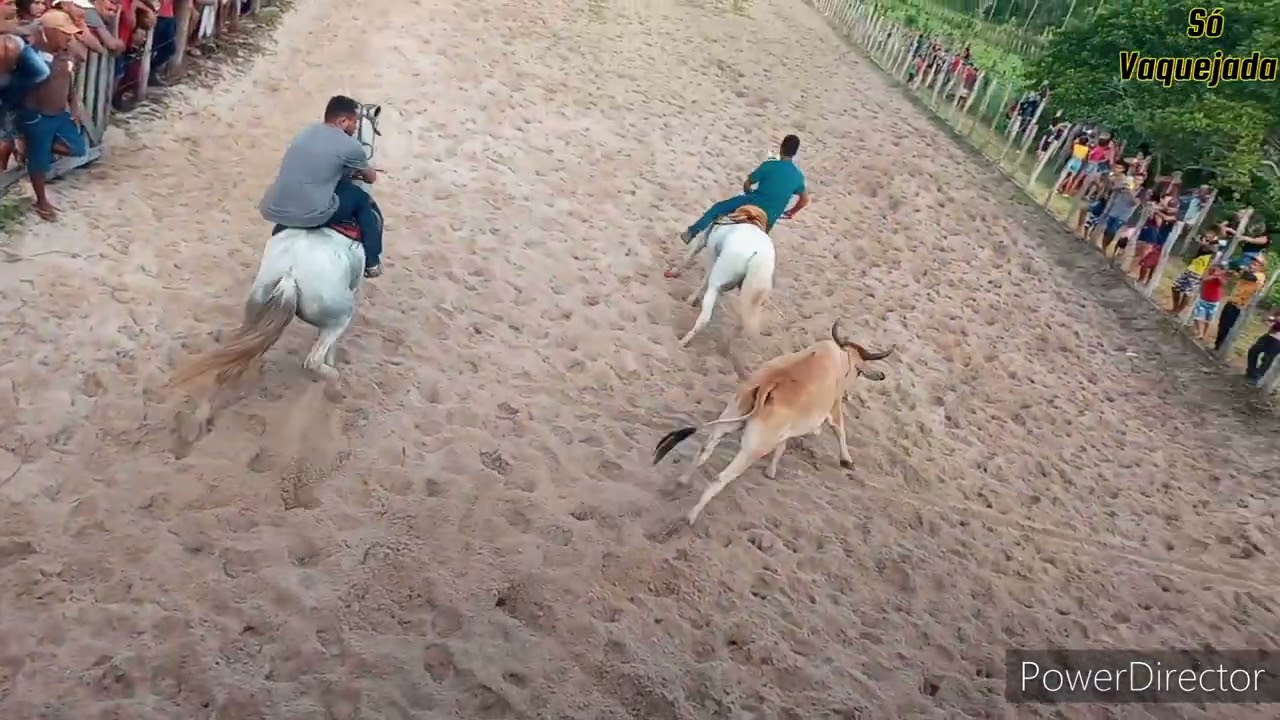 pega de boi na pista! Só vaquejada. #sovaquejada #vaquejada2022