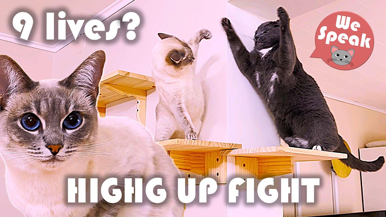 Our Cats Playfight Up On Their Climbing Wall 😲