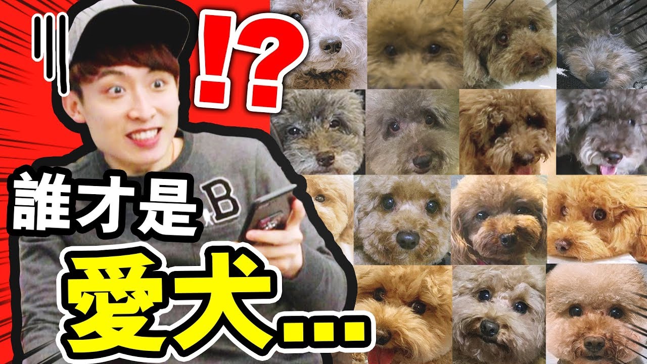 【🕵🏼難倒所有主人的問題？】挑戰從超多狗狗中「🐶找出MUFFIN和BROWNIE」！最後竟然...🤣(中字)
