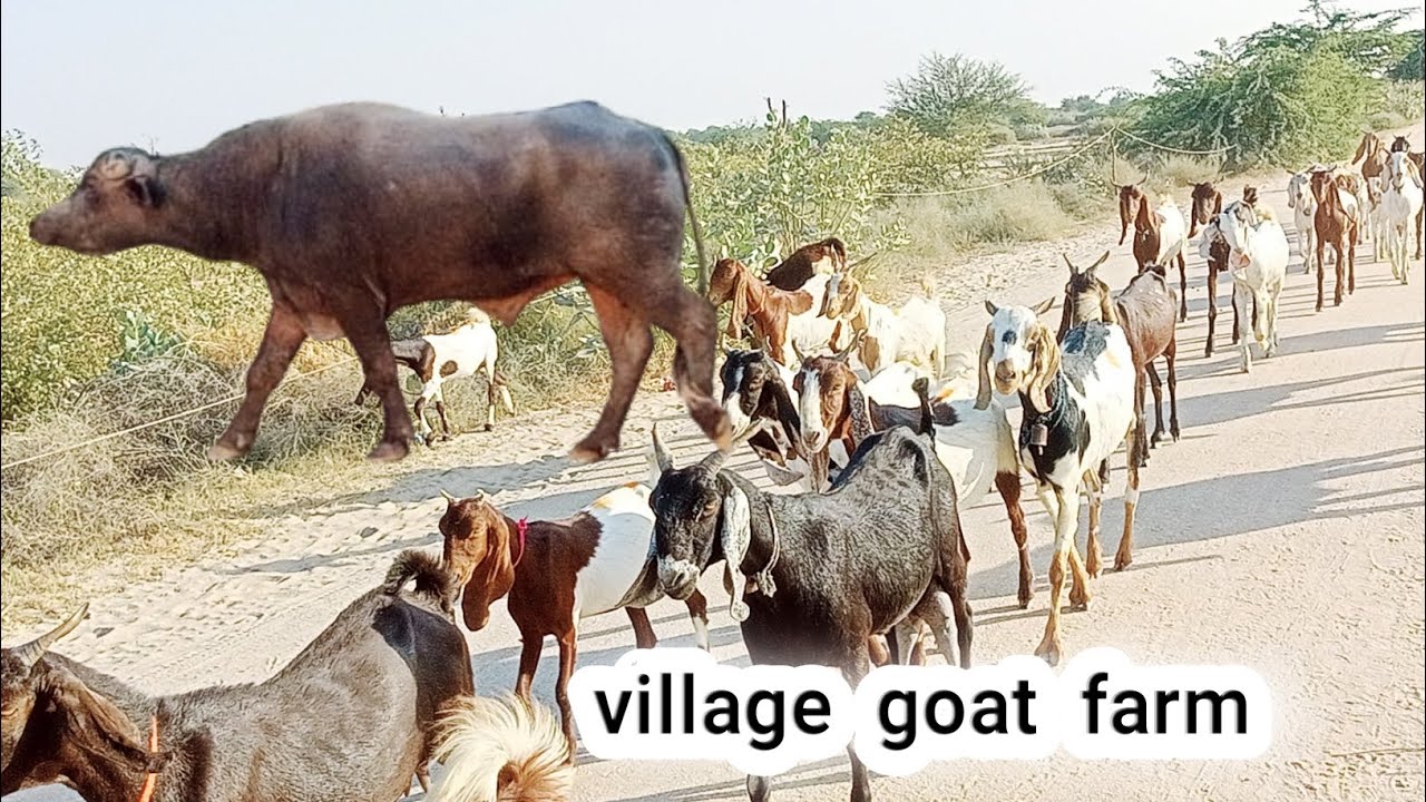 Goat farming in Pakistan l sindh village l pateri goat