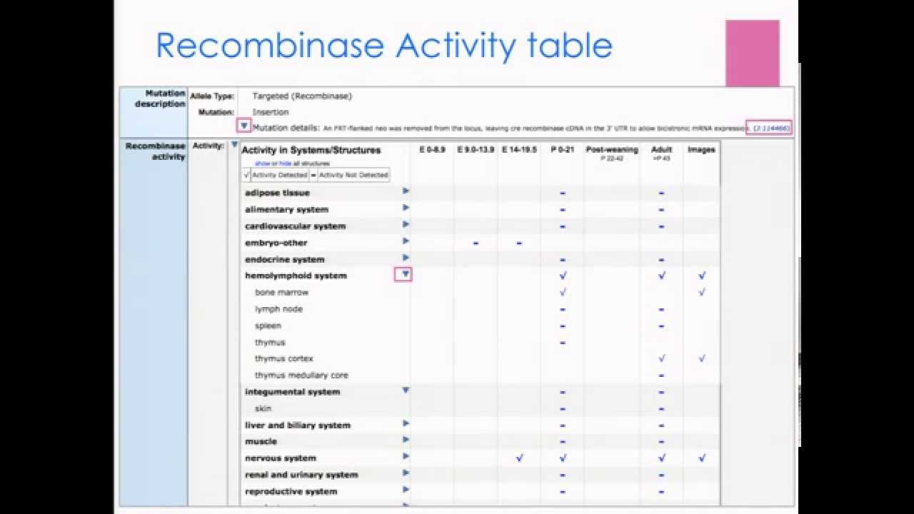 cre-lox and cre recombinases in Mouse Genome Informatics: worksheet module 2