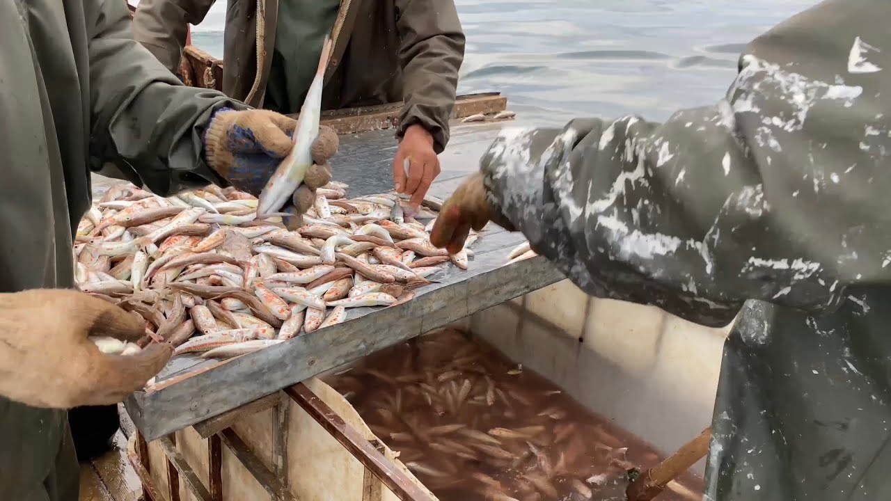 Karadeniz’de Sovyetlerden kalma tekne ile Trol avı !  Barbun, mezgit, tirsi ,istavrit ve dahası !!!