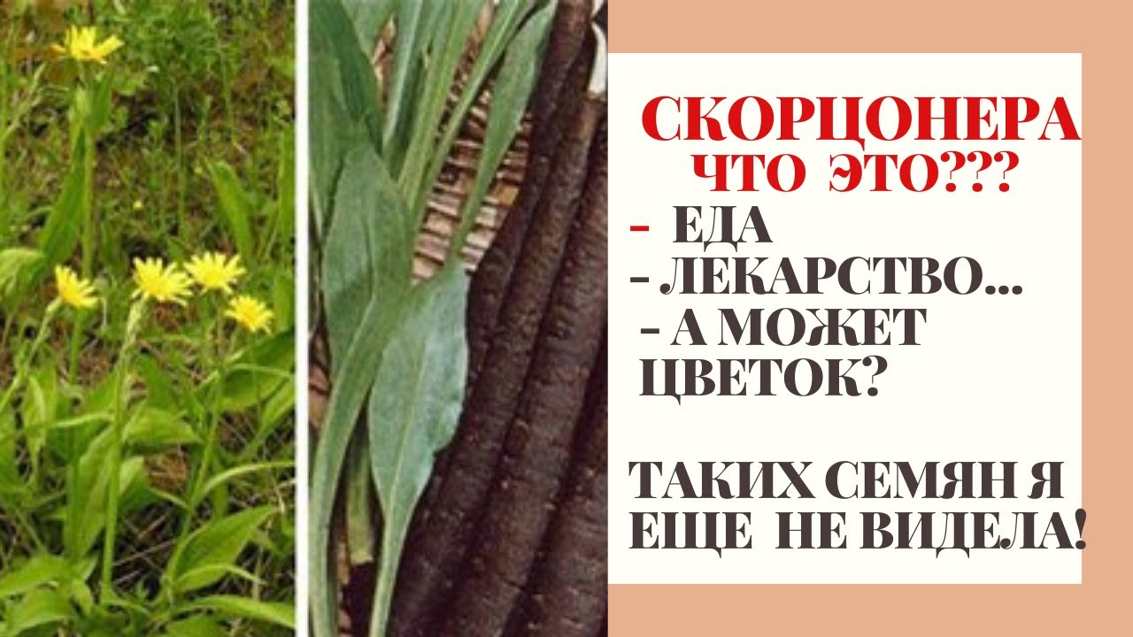 СКОРЦОНЕРА:подарили семена!Что за овощ и овощ ли вообще?ПРОТИВОРАКОВОЕ ДЕЙСТВИЕ!ЛЕКАРСТВО БОГОВ!СЕЮ.