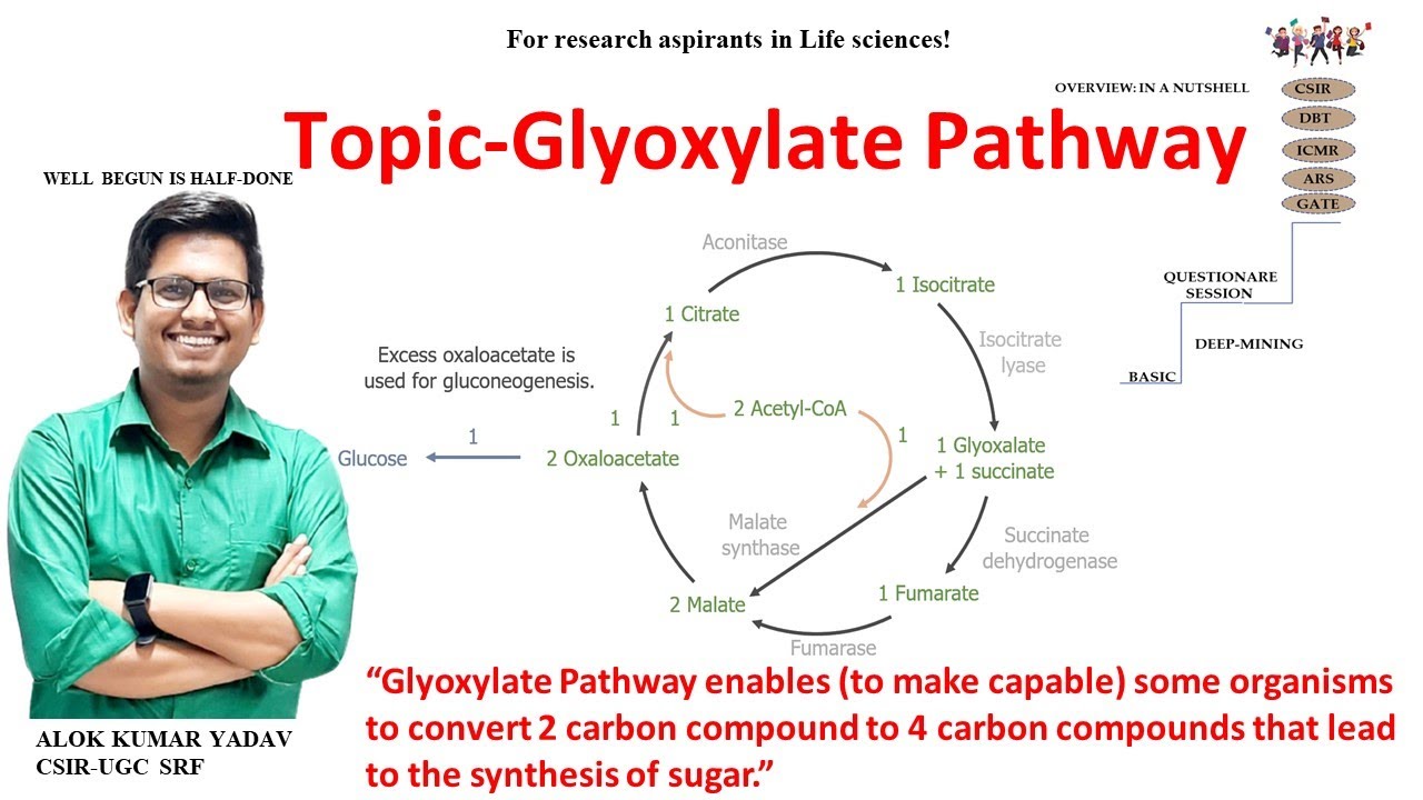 Glyoxylate cycle #biochemistry II#metabolism | CSIR NET/JRF | GATE | Life science | ICMR #dbt #icar