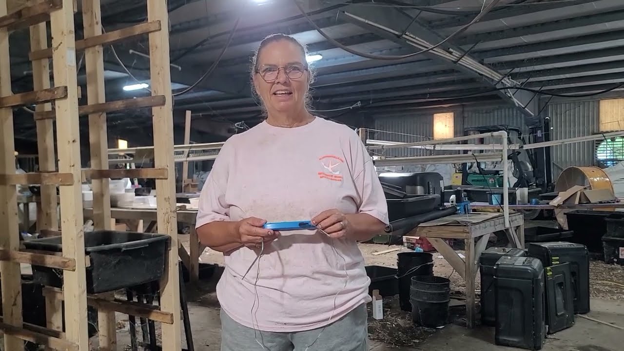 Pre Compost on a Commercial Scale for Breeder Bins Part 2 Checking Temps | Meme's Worms