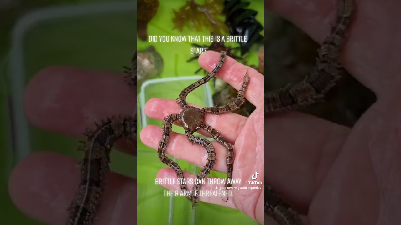 what is a Brittle Star?