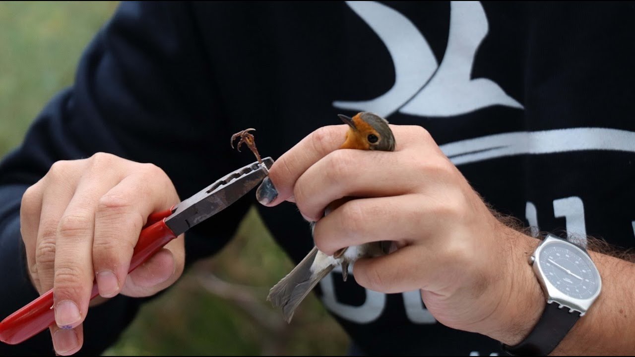 The BirdLife Malta Ringing Scheme
