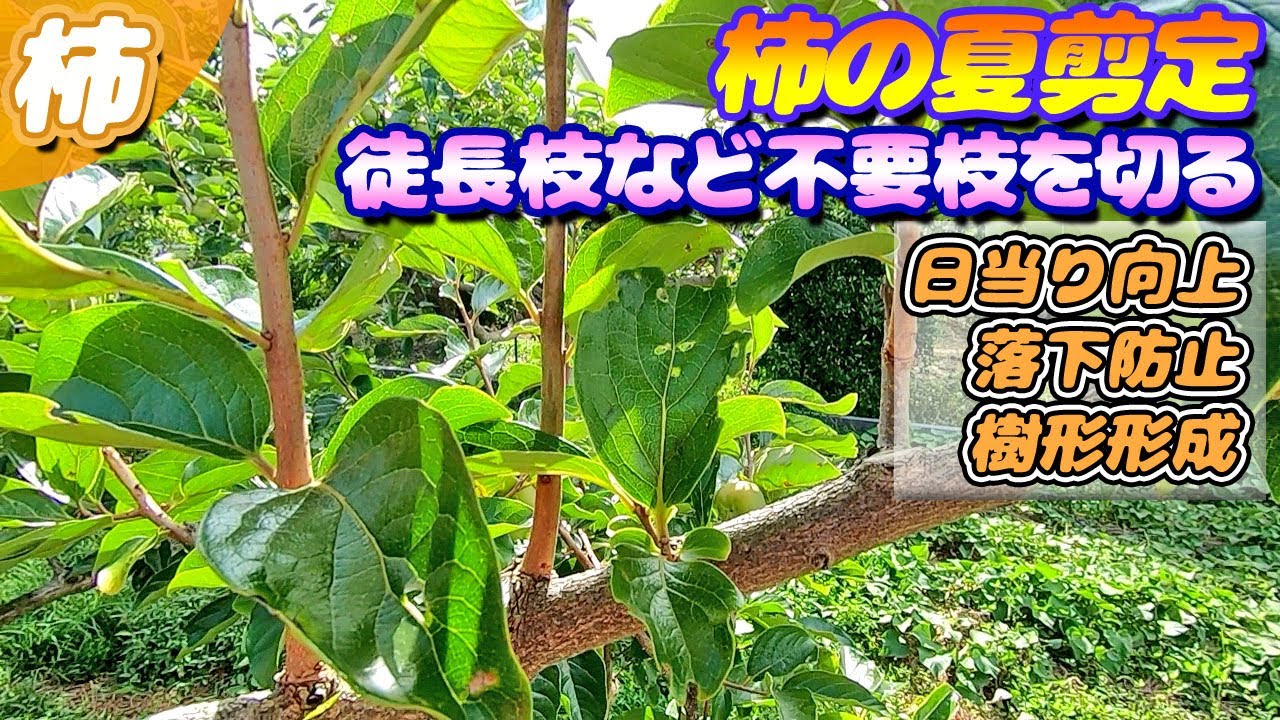 柿の夏剪定　1年後、2年後を見据えて