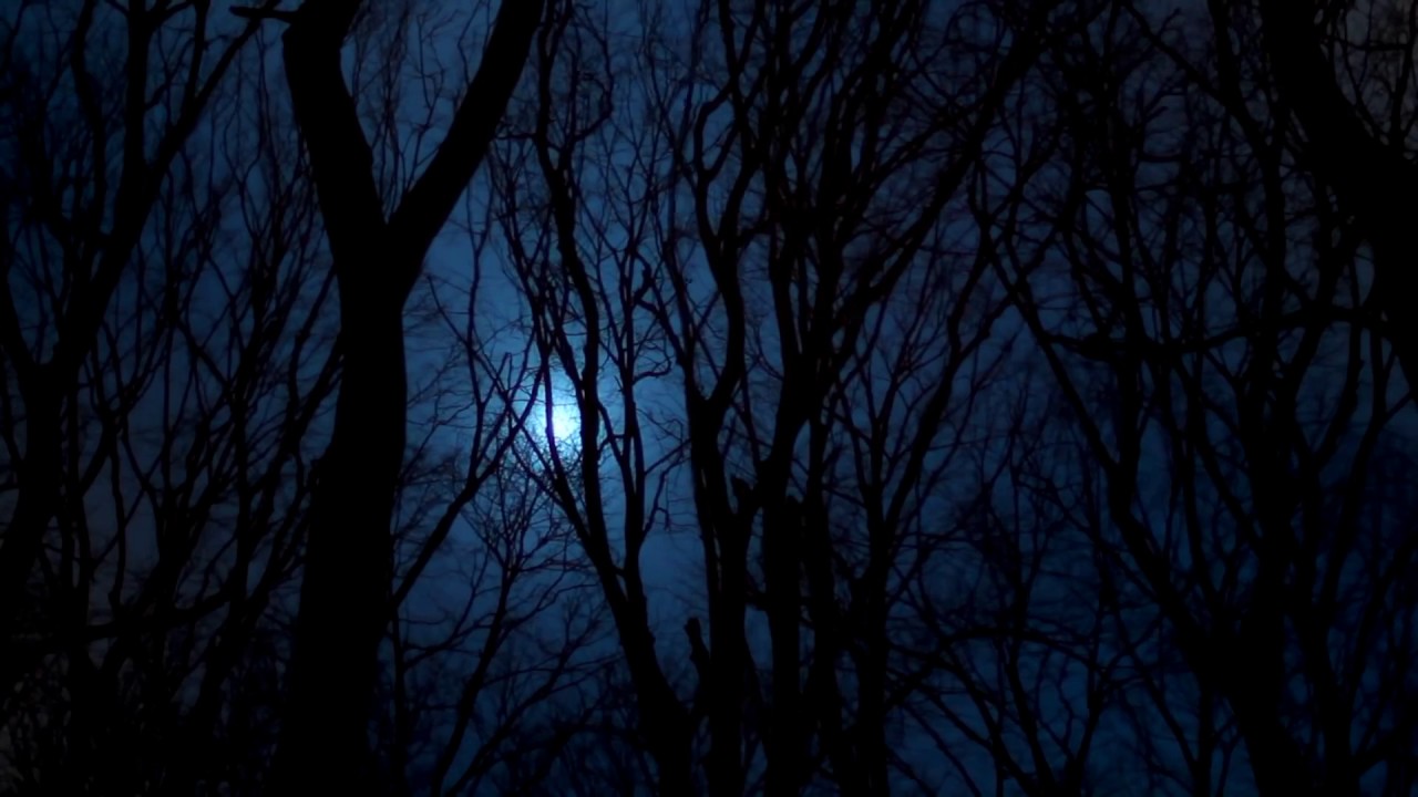 [10 Hours] Full Moon Forest Video & Audio Nightbirds [1080HD] SlowTV