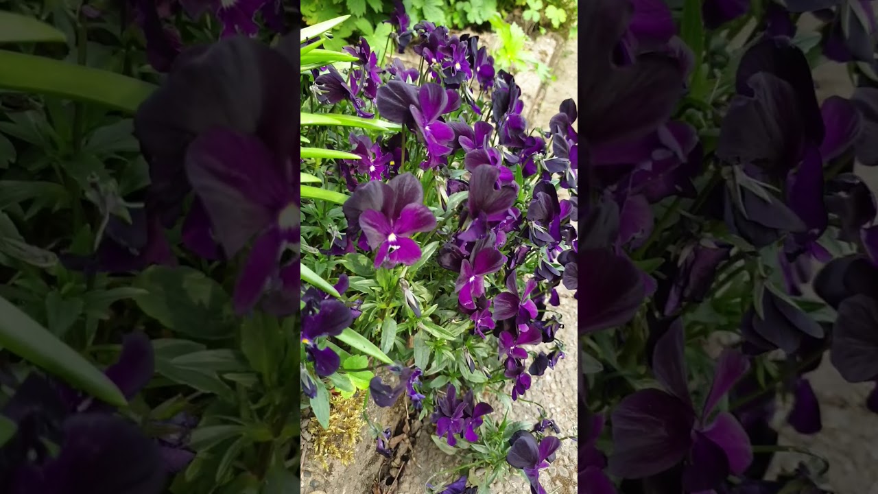 A Tour of the Garden.