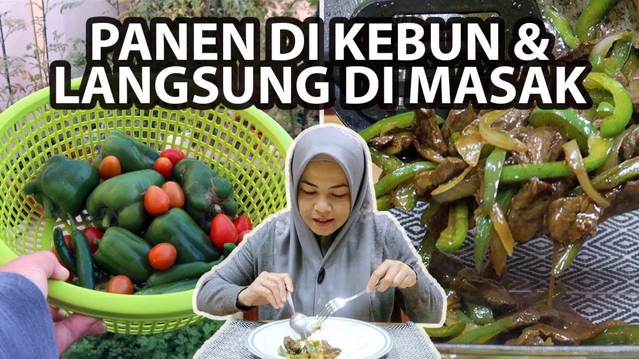 Resep SAPI LADA HITAM Dengan Bahan Segar Dari Kebun Kecilku