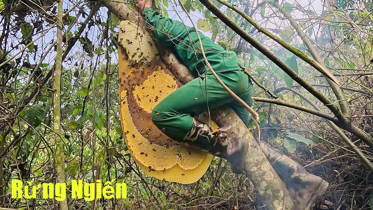 Phiêu Bạt Rừng Già | Truy Tìm Mật Ong Rừng Nghiến – Vượt Hố Sâu, Leo Cây Cao | Ong Rừng Đông Bắc