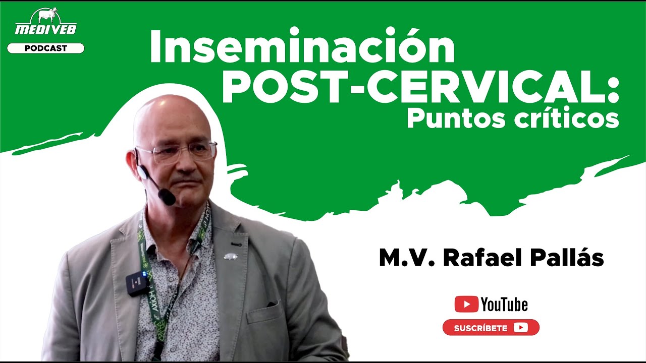 Inseminación post-cervical porcina: Puntos críticos - Dr. Rafael Pallás