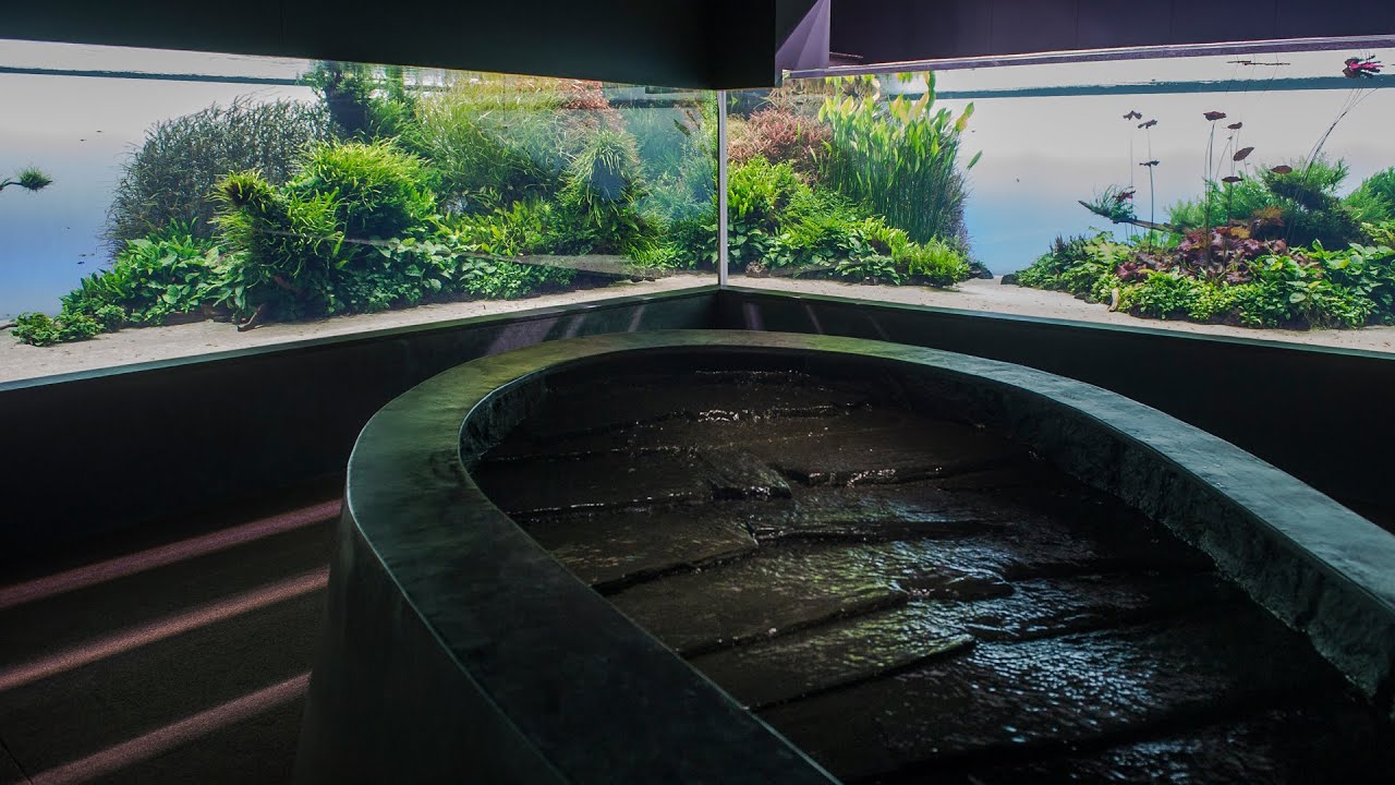 Florestas Submersas by Takashi Amano | Exposição no Oceanário de Lisboa
