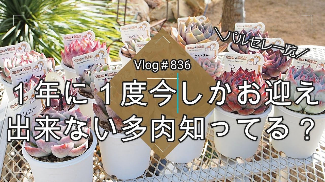 【Vlog836】【多肉植物】レア💝１年に１度今しかお迎え出来ない多肉知ってる？【パルセレ一覧】