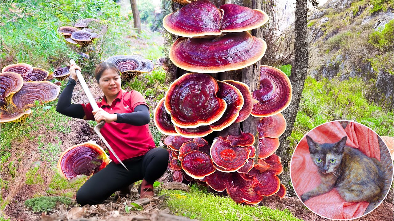 Harvest 1000 Year Old Reishi Mushroom (Ganoderma Lucidum) Go Sell - Rescue stray cats in distress