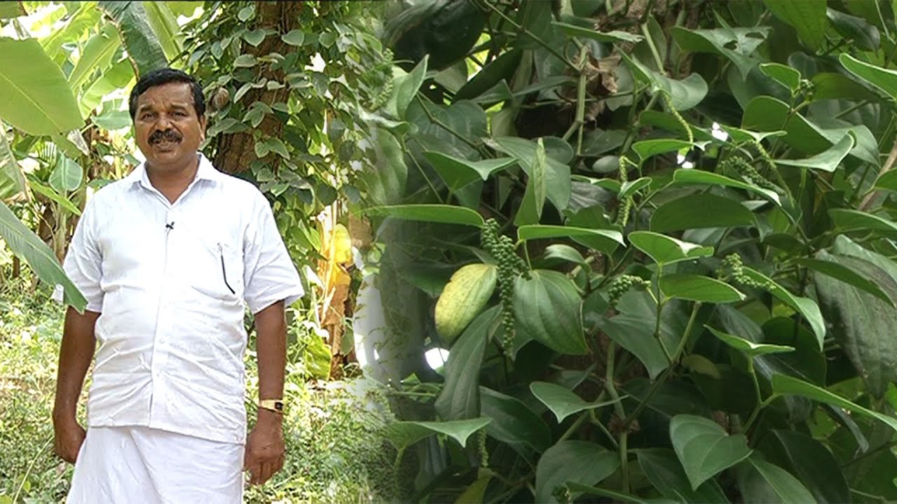 400 முதல் 800 கிலோ வரை மிளகு சாகுபடி | Malarum Bhoomi