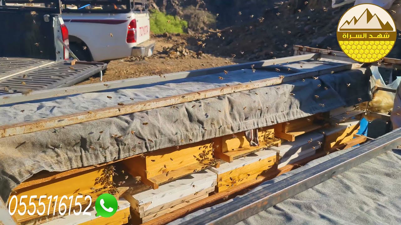 بحمد الله بدأنا في #شهد_السراة بتنزيل #النحل على مرعى أزهار السدر في الأودية الجبلية