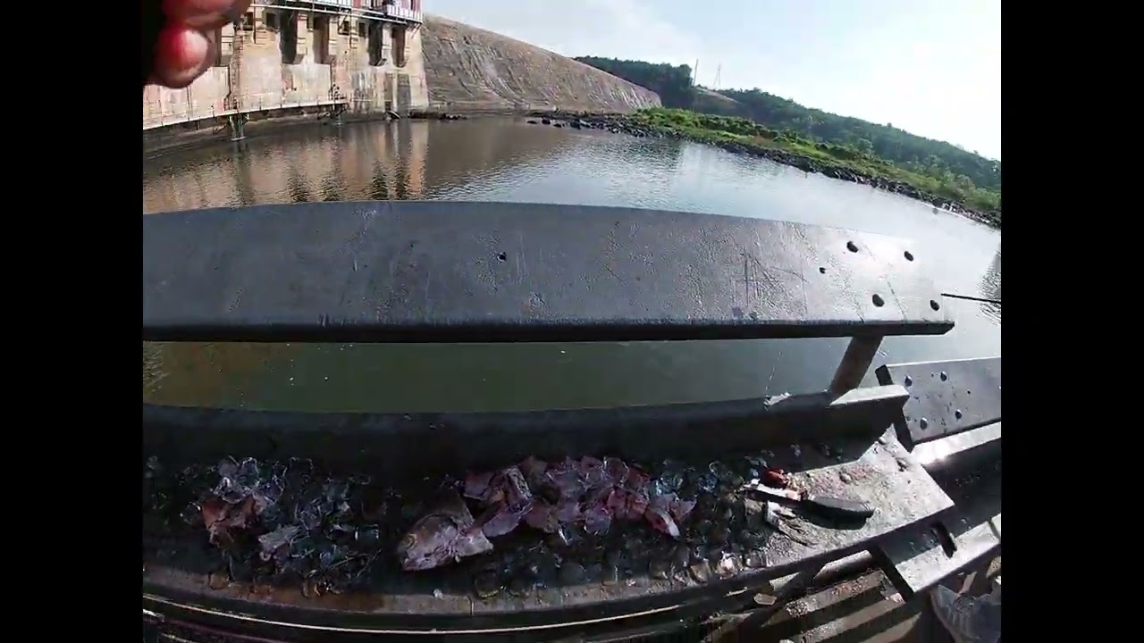 Catfishing At Wateree River Catfishing at Wateree River