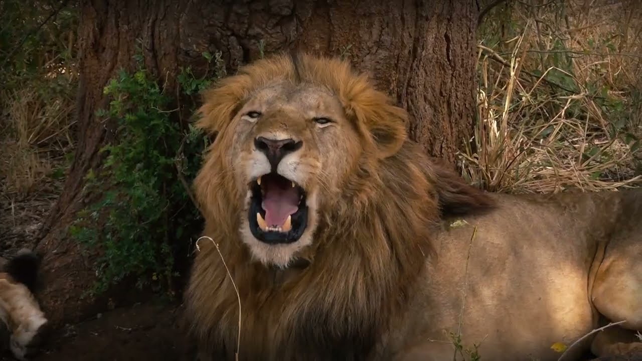 Pearl Of Africa ( Official Music Video) - POA Stars