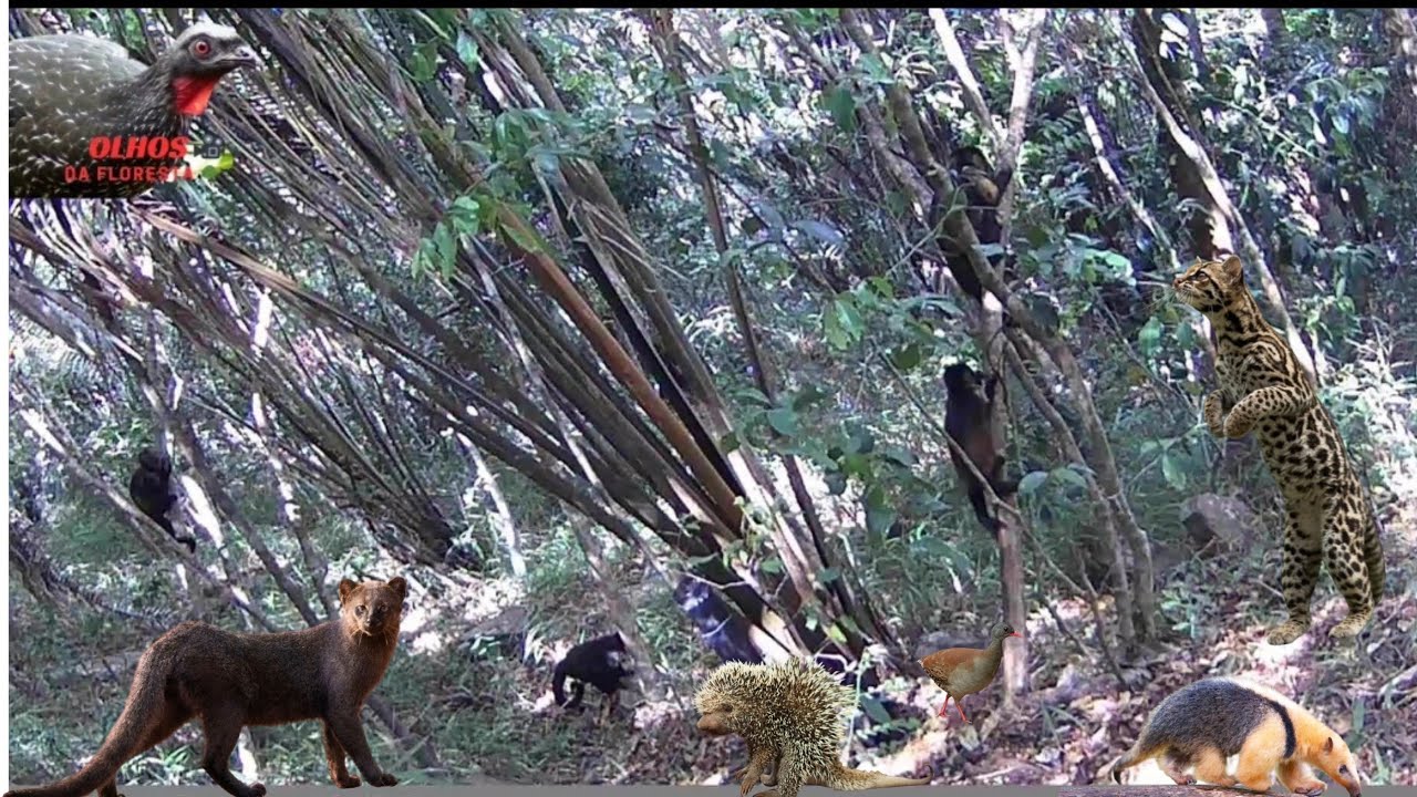 Animais na ceva macaco esperto 