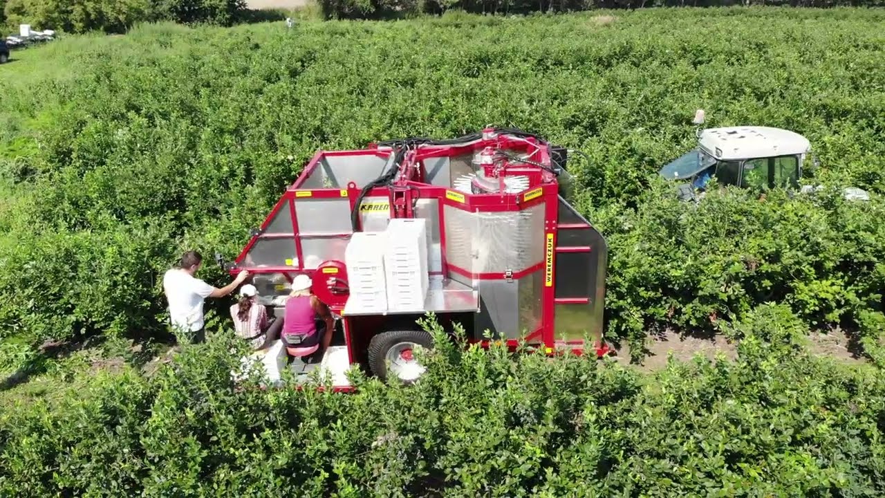 Zbiór mechaniczny borówki kombajnem Karen